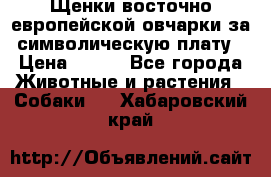 Щенки восточно европейской овчарки за символическую плату › Цена ­ 250 - Все города Животные и растения » Собаки   . Хабаровский край
